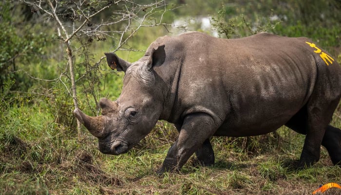 70 Southern white rhinos make historic 3,400km journey to new home in Rwanda