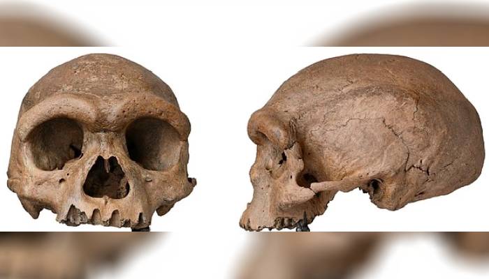 Dragon man’s skull mystery finally solved after 146,000 years