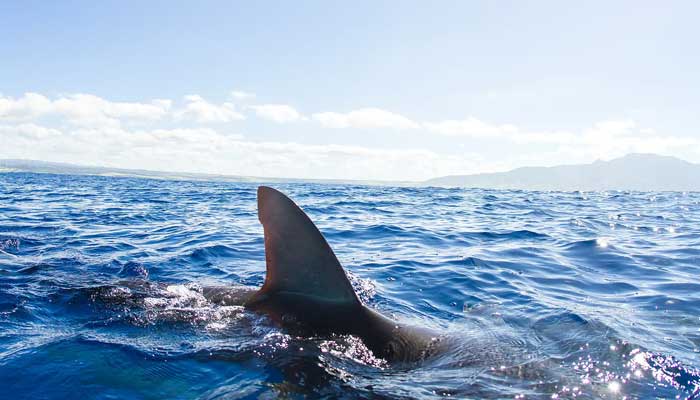 Shark attacks 22-year-old girl in South Carolina days after Florida incident