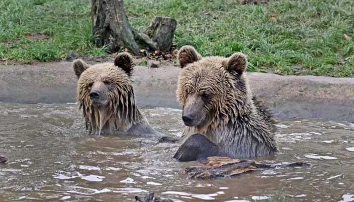 Bears feast on weeks worth of honey after escaping UK enclosure