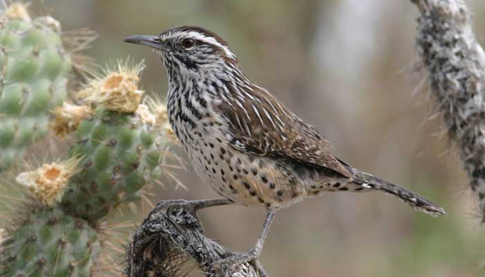 500 bird species to vanish from the skies within century`