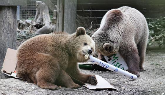 برطانیہ: بھالو پورے ہفتے کا شہد کھا گئے