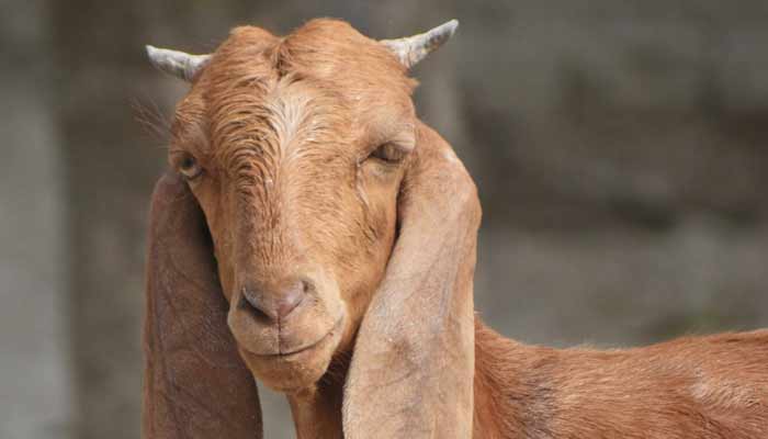 علامتی فوٹو