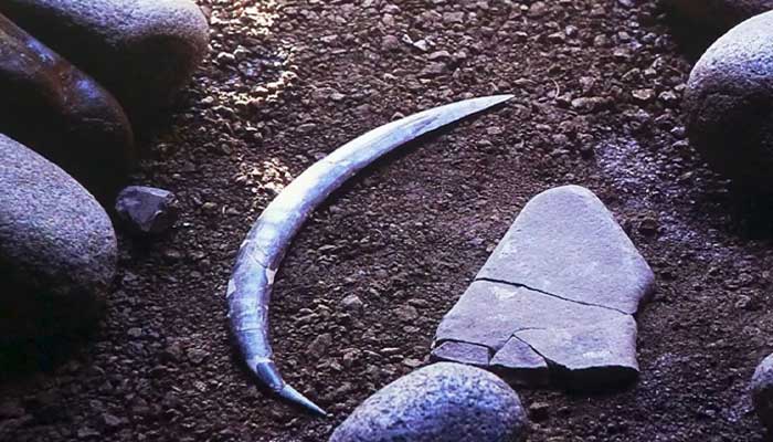 Worlds oldest boomerang discovered in Europe with human remains
