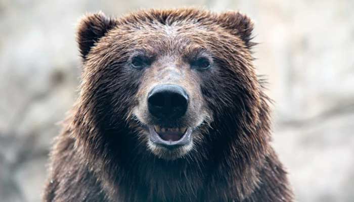 Alaska brown bear shows off smile after getting metal crown for a tooth