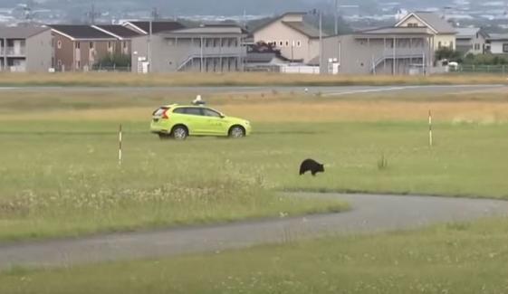 جاپان: بھالو نے ایئرپورٹ پر پروازیں روک دیں