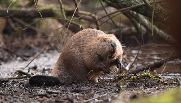 Beaver activists defend releasing animals into wild, call it Gods work