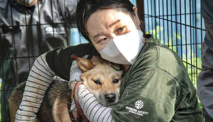 South Korean dogs’ fate in jeopardy as key deadline looms
