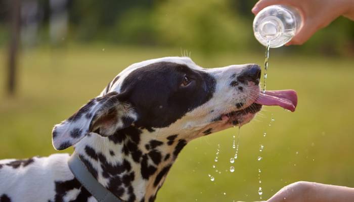 How to keep your dog safe in hot weather, according to experts