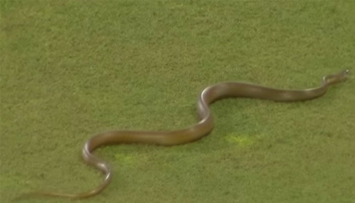 سری لنکا، بنگلادیش میچ، خطرناک سانپ گراؤنڈ میں آگیا