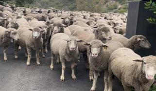 300 سے زائد بھیڑیں کھیت سے فرار