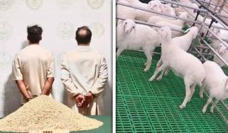 سعودی عرب: بھیڑوں میں نشہ آور گولیاں چھپا کر اسمگلنگ کی بڑی کوشش ناکام