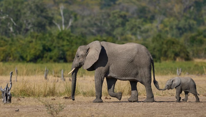 Walking safari turns deadly: Elephant kills two tourists in Zambia