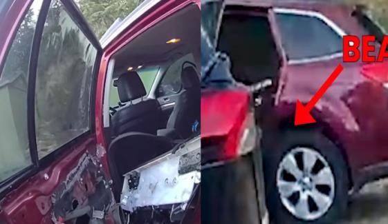 امریکا: ریچھ گاڑی میں پھنس گیا، کار کے اندر توڑ پھوڑ کردی