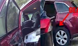 امریکا: ریچھ گاڑی میں پھنس گیا، کار کے اندر توڑ پھوڑ کردی