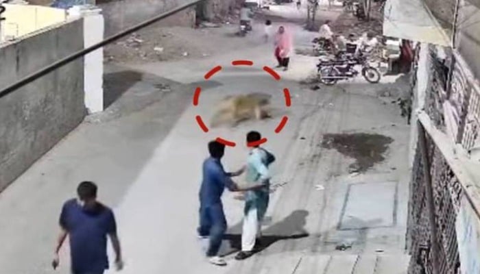 شیر کے حملے میں زخمی افراد کو مالی امداد دینے کا فیصلہ