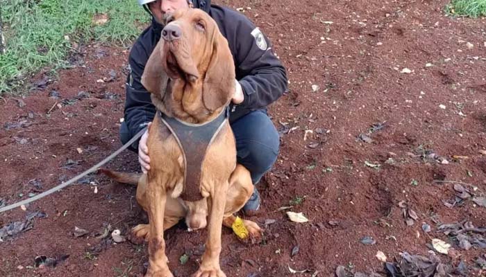 ‘Hero’ sniffer dog Bruno found nine missing people during his remarkable career