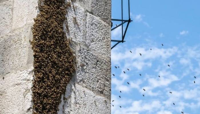 Bee attack in French town leaves 24 injured, 3 in critical condition