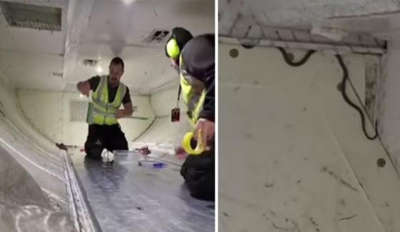 آسٹریلوی پرواز سانپ کی وجہ سے تاخیر کا شکار