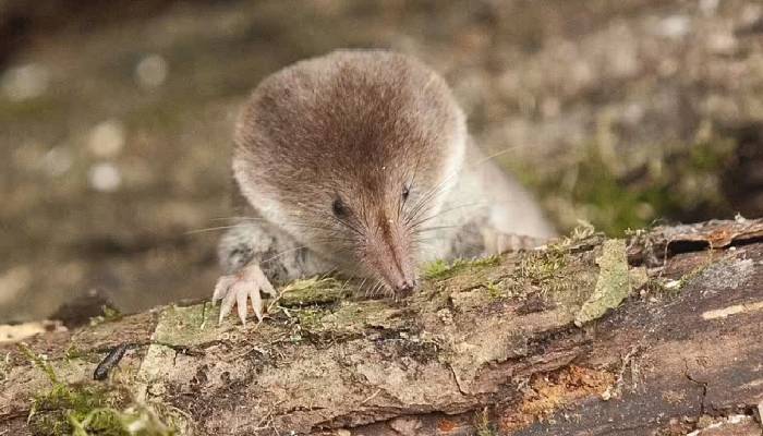 UK’s first pygmy shrew with unique markings spotted near St Austell