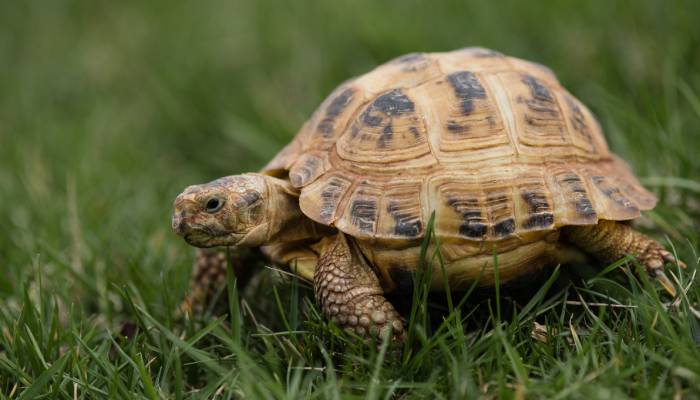 Tortoises can feel emotions and mood swings, groundbreaking research reveals