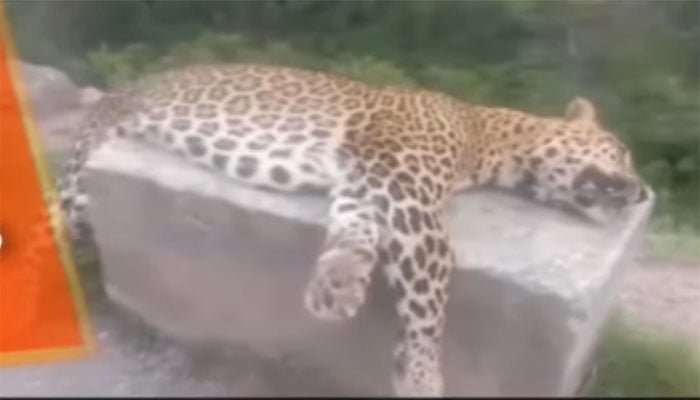 ছবি: স্ক্রিন গ্র্যাব জিও নিউজ