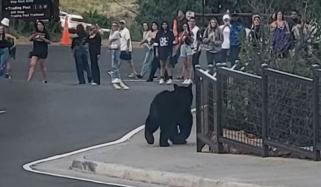 موسیقی کا شوقین ریچھ کا جوڑا بھی کنسرٹ دیکھنے تھیٹر پہنچ گیا