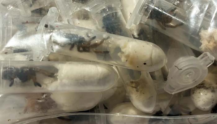 Cologne Bonn airport finds over 1,500 tarantulas in chocolate sponge cake boxes