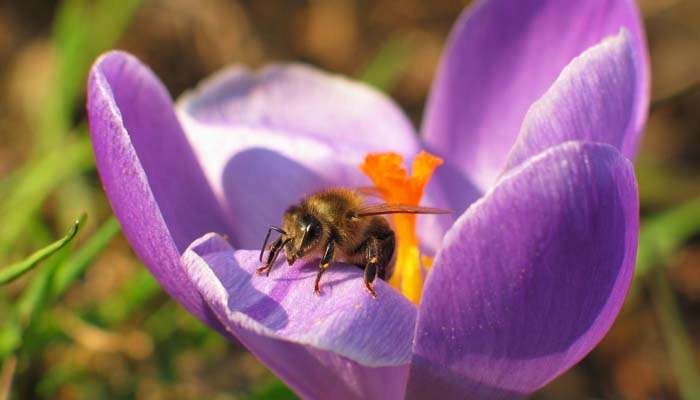 Plants talk to animals? Scientists discover surprising connection