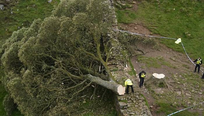 Sycamore tree vandals jailed after felling 150-year-old landmark in under 3 minutes