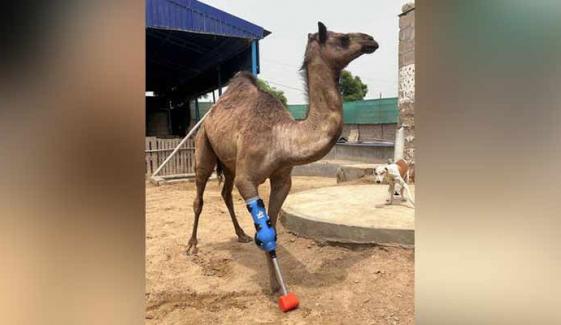 سانگھڑ میں ٹانگ سے محروم کی جانے والی اونٹنی کو مصنوعی ٹانگ لگادی گئی