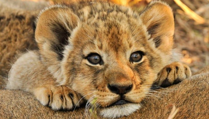 Chinese restaurant offer customers lion cub cuddles with $150 afternoon tea