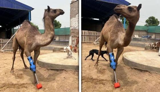 سانگھڑ میں ٹانگ سے محروم اونٹنی دوبارہ چلنے لگی