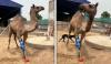 سانگھڑ میں ٹانگ سے محروم اونٹنی دوبارہ چلنے لگی