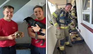 شرارتی کچھوے نے گھر میں آگ لگا دی