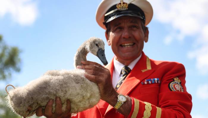 Young swan numbers rise on Thames after years of decline