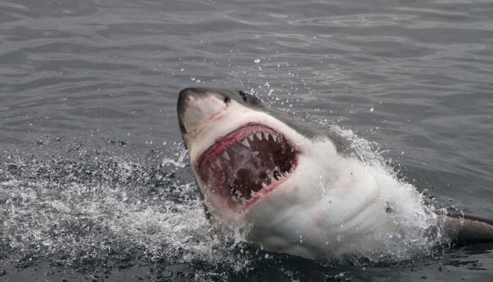 Shark attack leaves surfer with deep wounds off Canary Islands
