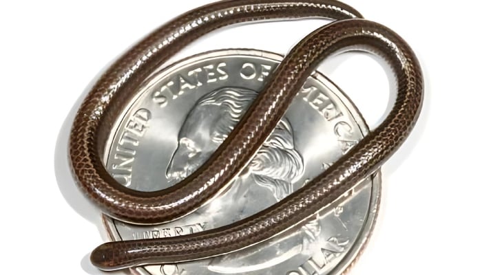 Worlds smallest snake sighted for first time in 20 years