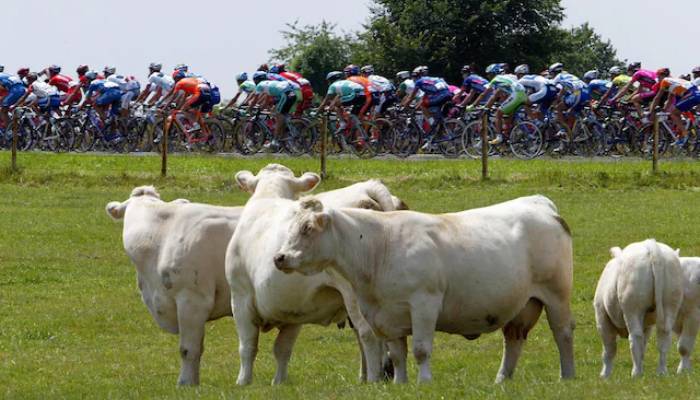 Tour de France 2025: Stage 19 shortened due to cattle disease outbreak