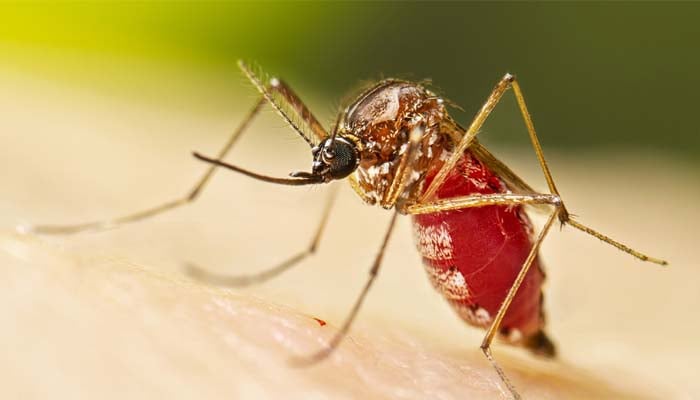 Chikungunya virus outbreak in Australia: Symptoms and treatment