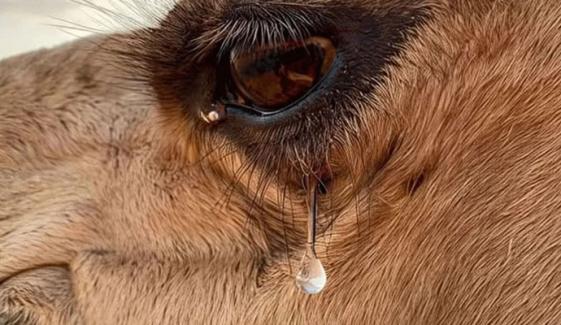 اونٹ کا ایک آنسو انسان کی جان بچا سکتا ہے، کیسے؟