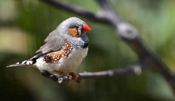 کیا مصنوعی روشنی پرندوں کے دماغ پر منفی اثر ڈال رہی ہے؟