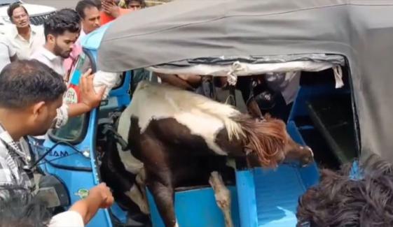 گھوڑوں کی لڑائی، ایک گھوڑا چھلانگ لگا کر رکشے میں پھنس گیا، ویڈیو وائرل