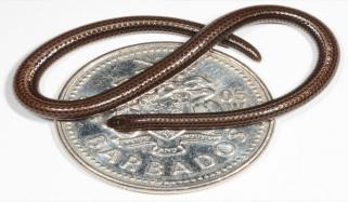 دنیا کا سب سے چھوٹا سانپ 20 سال بعد دوبارہ نظر آگیا