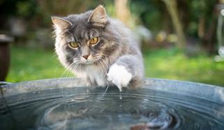 بلیاں پانی سے کیوں ڈرتی ہیں؟