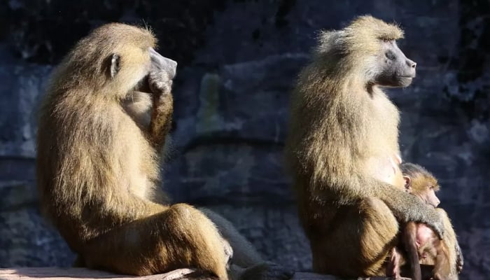 German zoo kills 12 baboons due to housing crisis, ignites outrage