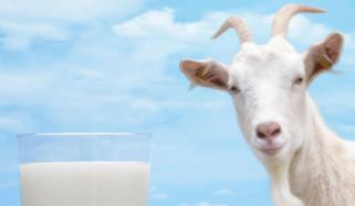 بکری کے دودھ کے عمر رسیدہ افراد کی صحت کیلئے حیرت انگیز فوائد
