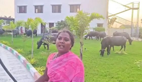 بھارت میں گوالے نے احتجاجاً اپنی بھینسیں ایم ایل اے کے دفتر میں باندھ دیں