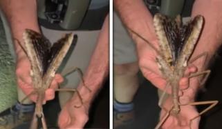 دکھنے میں تتلی اور ٹڈے جیسا! آسٹریلیا میں نئی قسم کا کیڑا سامنے آگیا