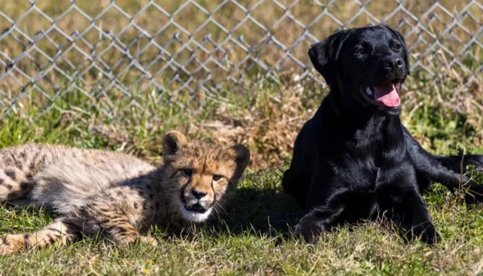 Cheetah cub finds ‘best friend’ in playful puppy at Australian zoo